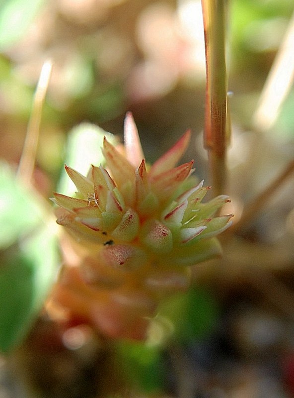 Sedum caespitosum / Borracina cespugliosa